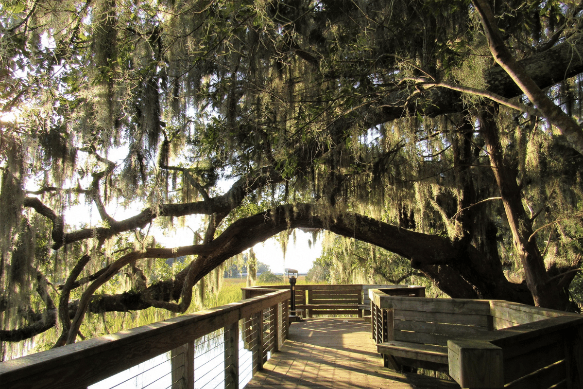 Coastal Discovery Museum nature