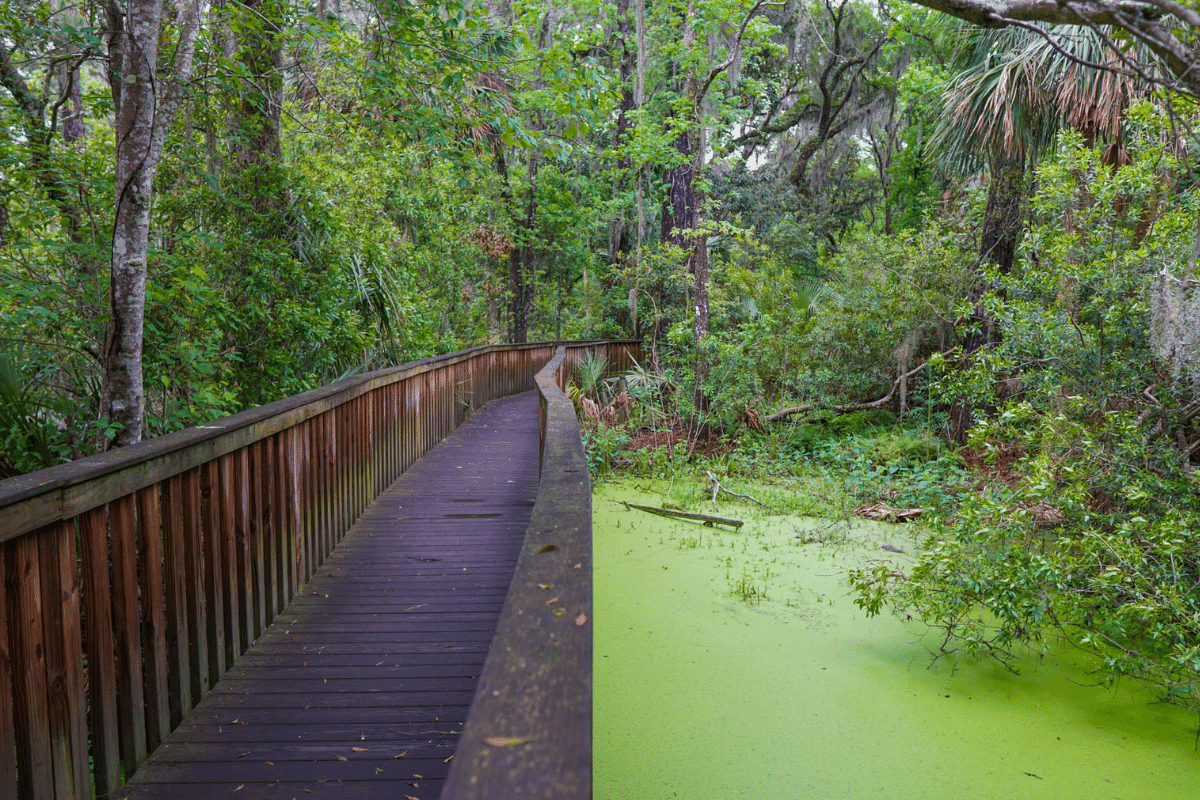 600-acre protected land Sea Pines Forest Preserve