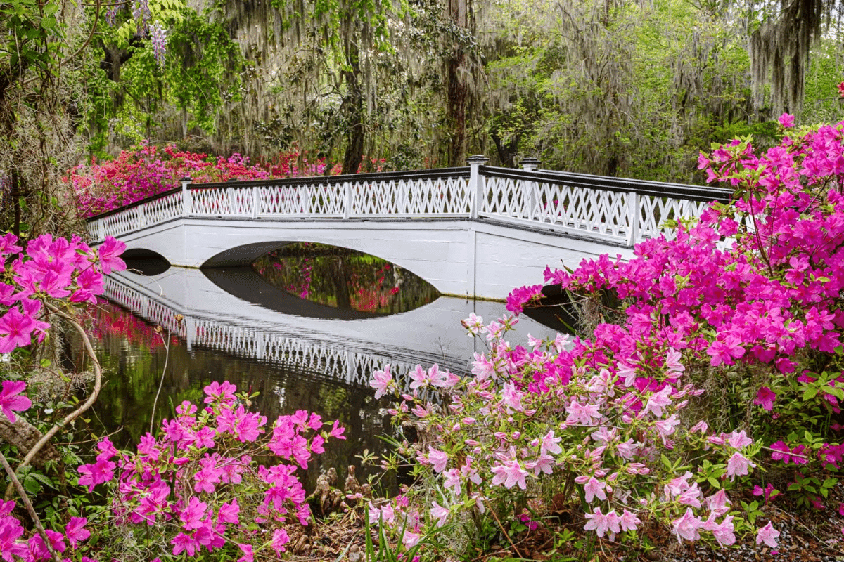 Magnolia Plantation and gardens in Charleston