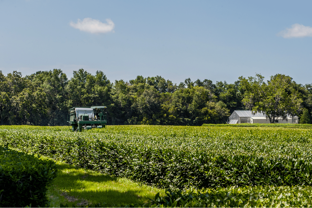 The Charleston Tea Garden