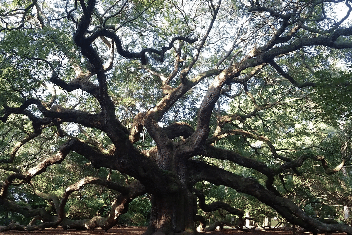 iconic Angel Oaks