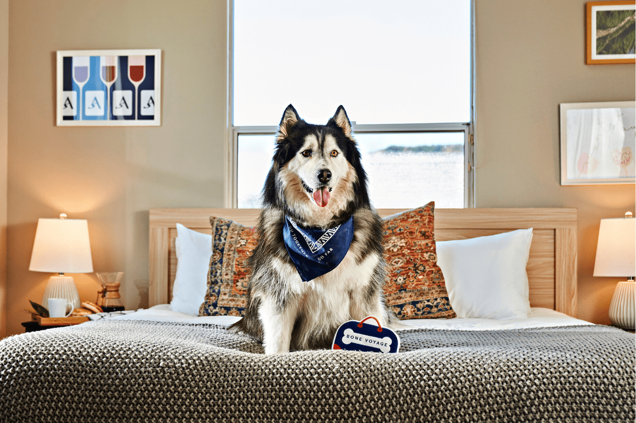 a fluffy husky sitting on a luxurious bed in a pet-friendly vacation rental