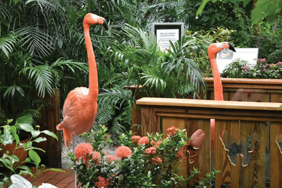 butterfly conservatory in key west