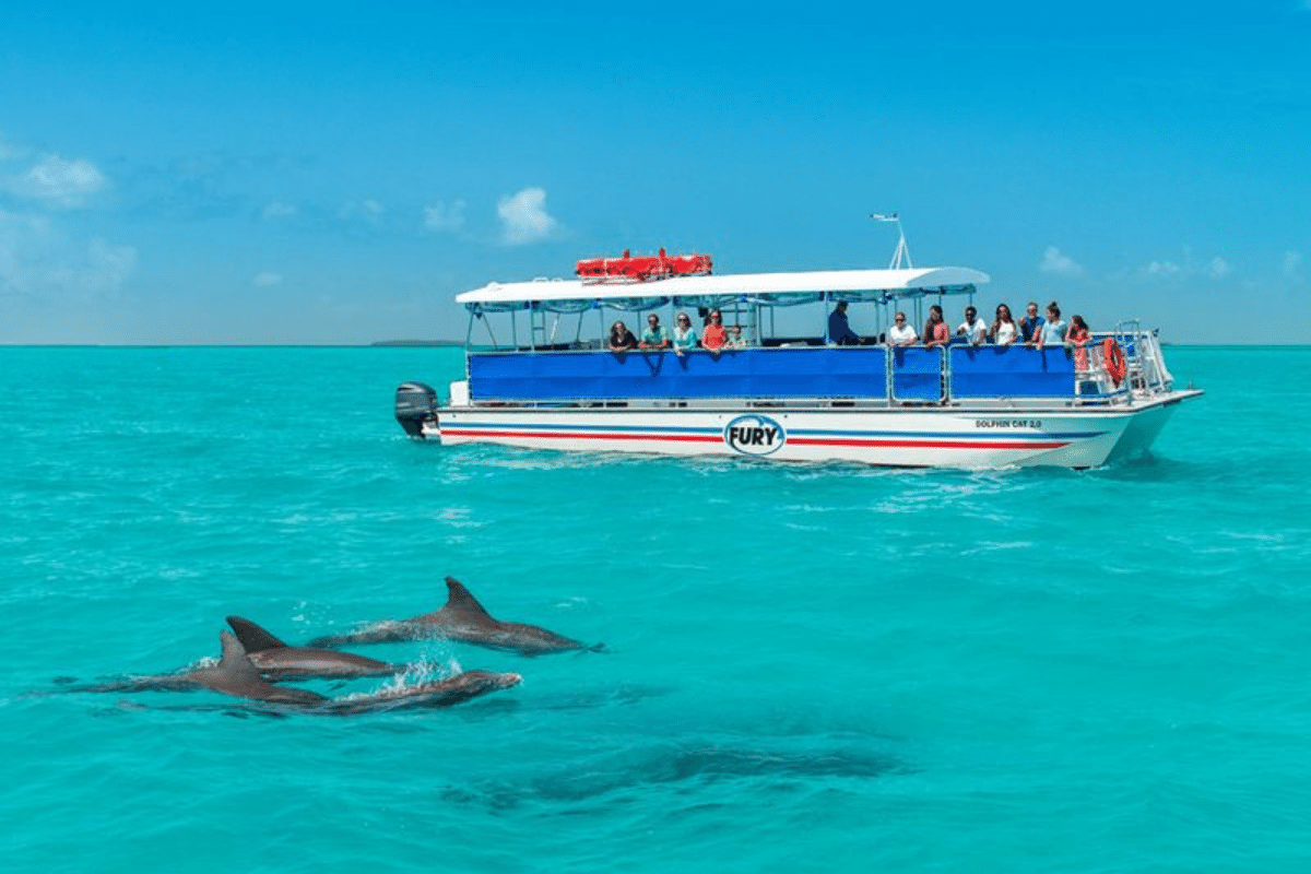 dolphin excursion in key west