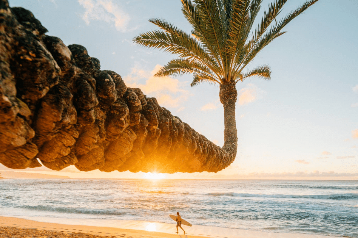 crooked palm tree at Sunset Beach