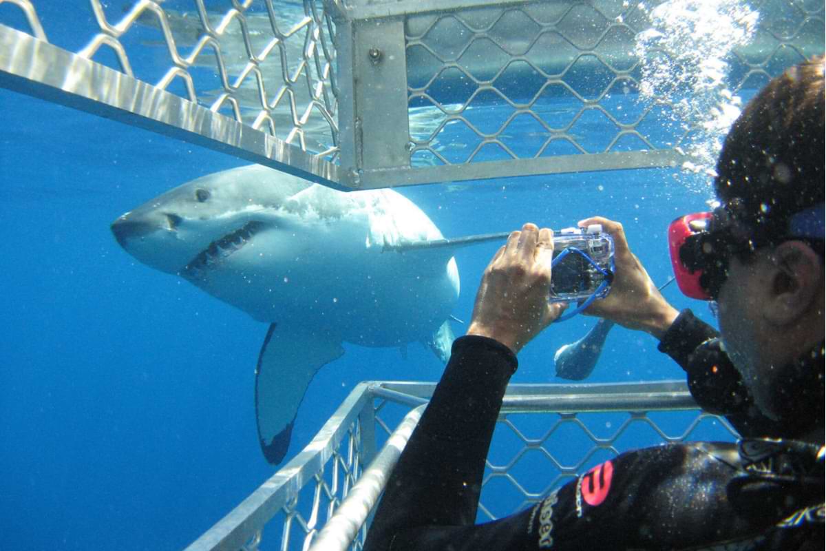embark on an Oahu shark diving tour for a popular thing to do