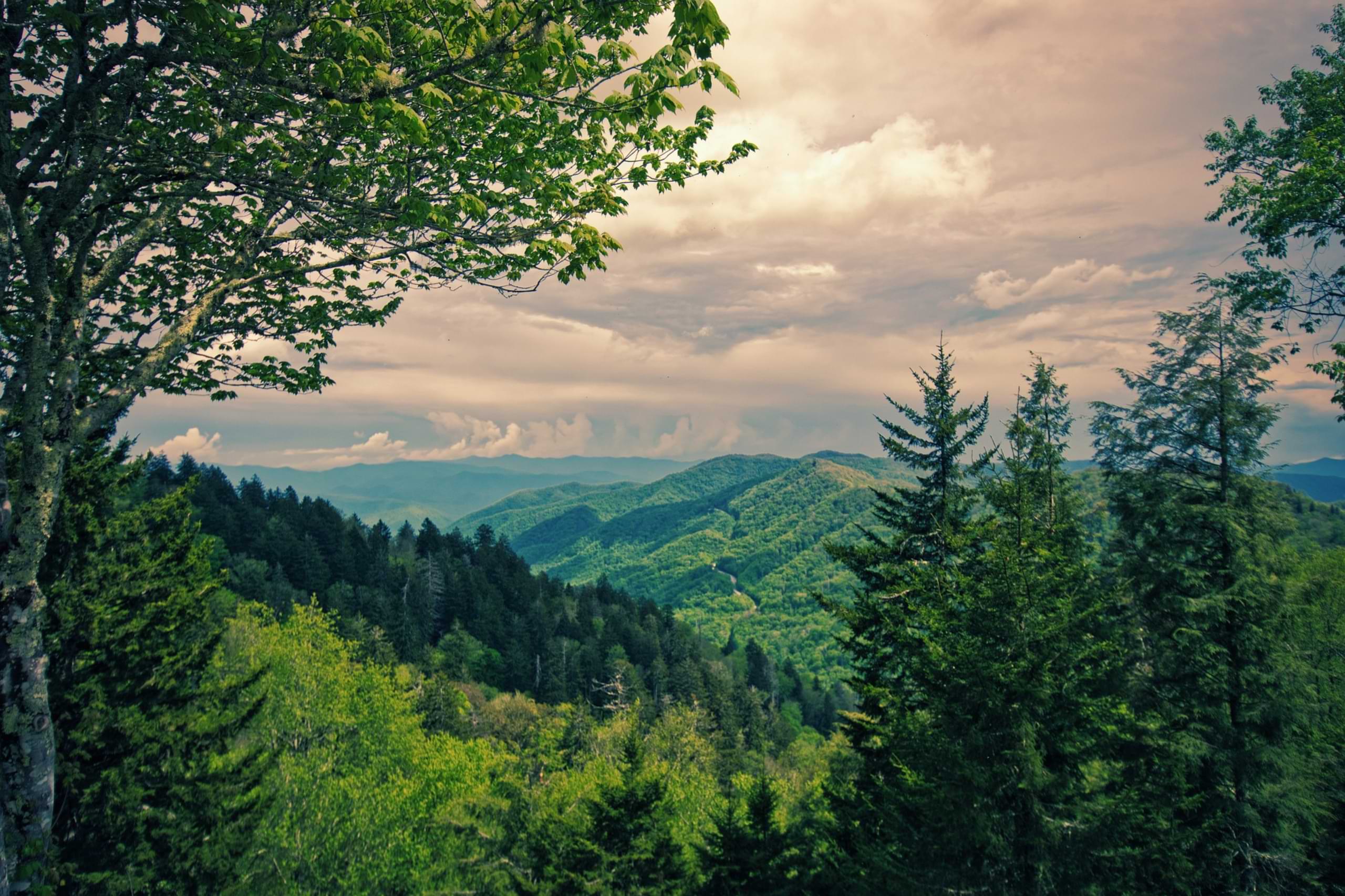 Открытый пейзаж. Лес с открытым небом. Лесная панорама. Далекие виды природы. Forest from Sky.