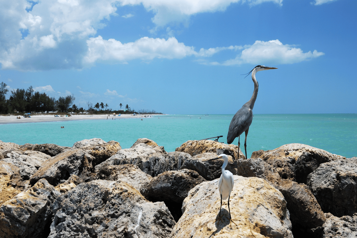 beach birds at captiva beach