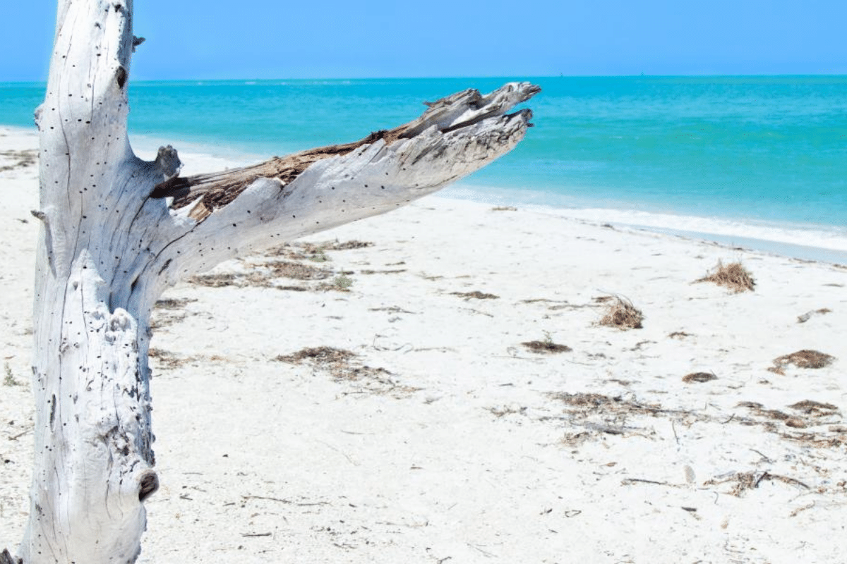 driftwood at cayo costa state park