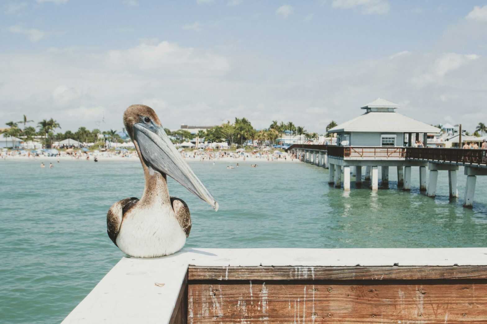 a pelican relaxing at one of the fort myers beaches