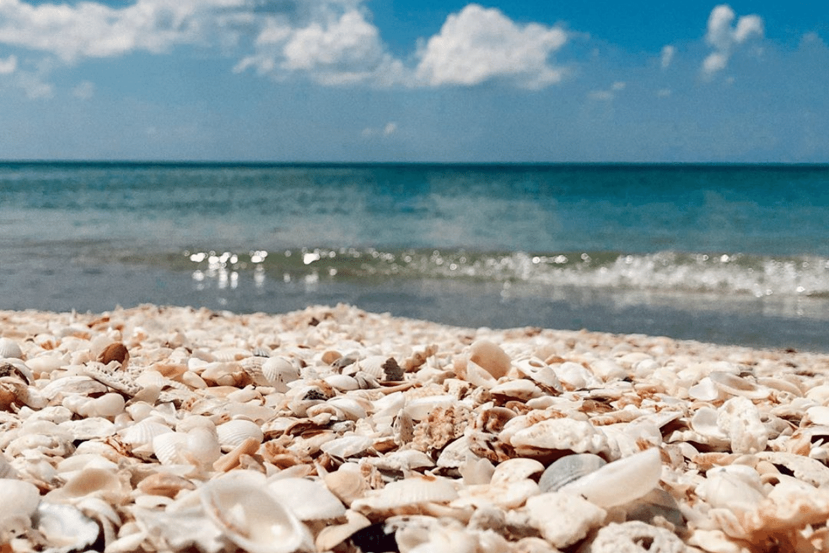 seashells at Turner Beach