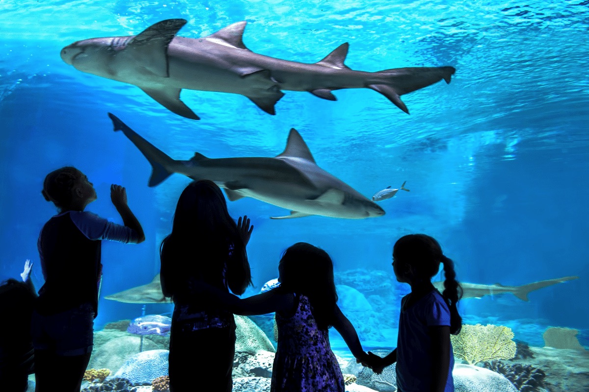 Children watch two sharks swim within the OdySea Aquarium in Scottsdale
