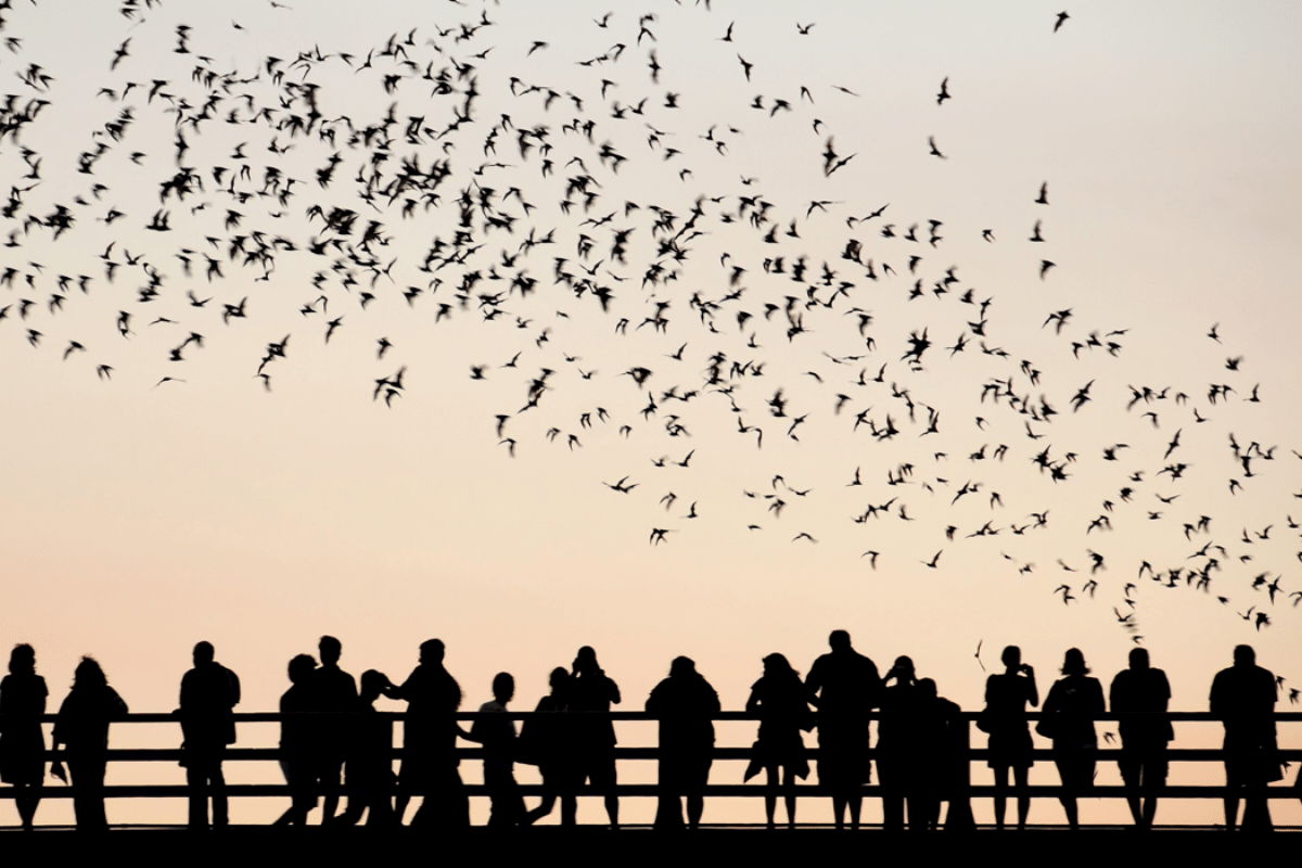 observing the bats from congress bridge is a classic thing to do in austin